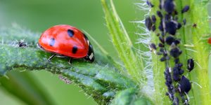 biodiversité jardinage facile